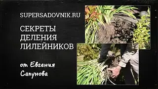 Секреты размножения лилейников от Евгения Сапунова