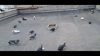 Голуби Луганска.