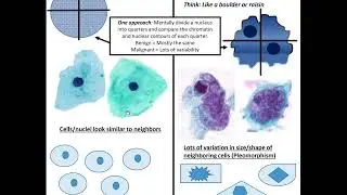 Cytology Basics: Kurt's Notes 