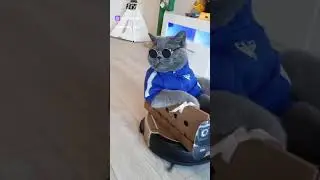 САМЫЙ крутой КОТ