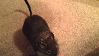 Degu Care: Fur-Pulling