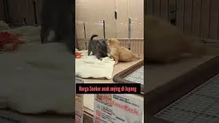 Harga anak anjing di Jepang 