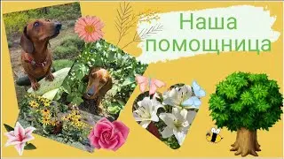 Наша помощница🥰