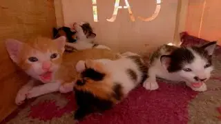 A sweet hiss from the little kittens who don't know I'm their mother's food server.