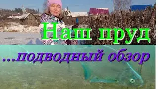 Подводный мир своего пруда.