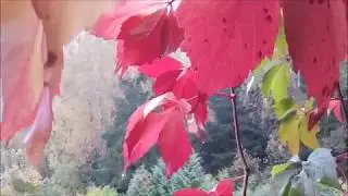 Осенняя мелодия