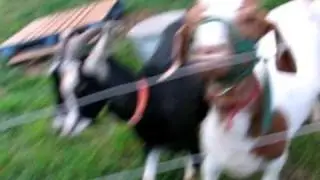 Floppy Goat Gets SHOCKED