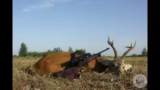 Охота на копытных. Охота на сибирскую косулю.