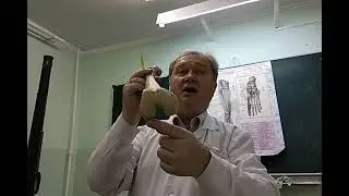 Лекция 