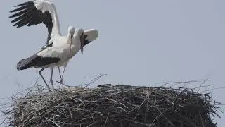 Аистиная любовь