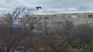 кошка охотится на ворону#актау