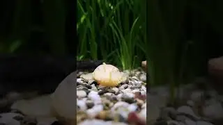 Красавец анциструс