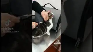 2019 2020 2021 2022 meme template compilation