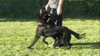 Will ze Střibrneho kamene  obedience 12 mon.