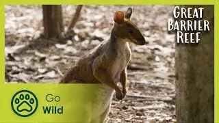 Coral Coast | Russell Crowe's The Great Barrier Reef: a Living Treasure 2/4 | Go Wild