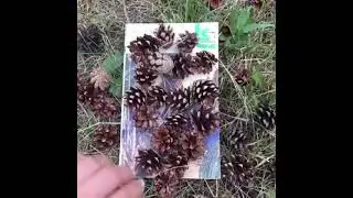 Рубрика 