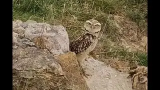Burrowing Owl (Athene Cunicularia) at Uk Owl and Raptor Centre