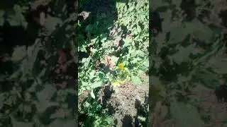 как у нас вырашевают пшеницу мини фермера