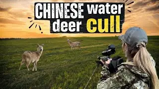 Chinese Water Deer Cull UK | Deer Stalking & Population Control | Deer stalking UK | Deer management