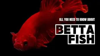 The everyday life of fish