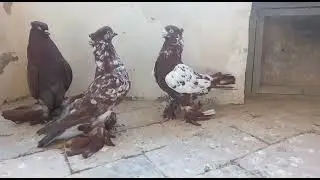 Андижанские голуби чили