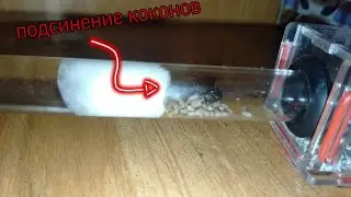 Подчинение коконов к матке лизиус нигер!