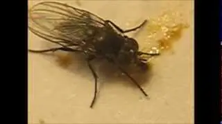Jesse Holleran - The Fly