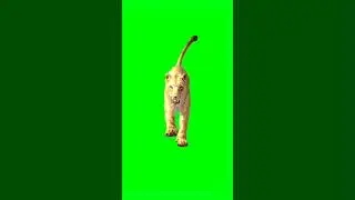 Female lion running green screen animation video