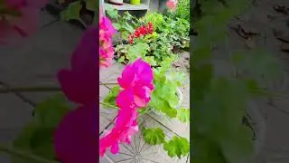 Пеларгония сорта Ю Сакура. #пеларгонии