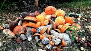 Осенние грибы. Подосиновик сегодня лидер по сбору!