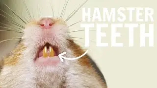 All about Hamster Teeth 🦷