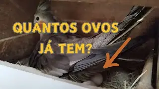 POSTURA E MÉDIA DE OVOS DAS MATRIZES DE CALOPSITA