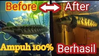 Cara Mempercepat Mutasi Warna Ikan Channa Maru