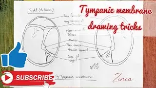 Tympanic membrane (right &left) drawing tricks.