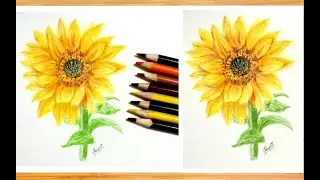 How to Draw a Sunflower Step by Step for Beginners | Colored Pencils Drawing | Flower Drawing