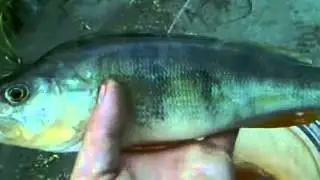 рыбалка