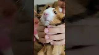 Морская свинка - страшный зверь