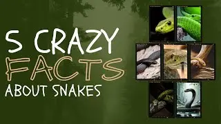 Are Snakes' Blood Really Cold? Why are their Tongues in Two Parts? 5 Facts About Snakes.