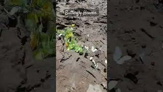 Amazonian Butterfly Heaven