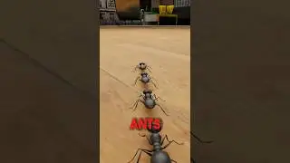Why Do Ants Die From This? 😲