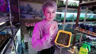ЛОБЕЛИЯ ИЗ СЕМЯН.САМЫЙ ПРОСТОЙ СПОСОБ ПОСЕВА СЕМЯН ЛОБЕЛИИ.2021