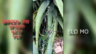 ORB SPIDER WITH FLY