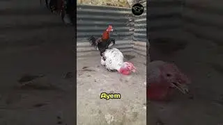 chickens look for lice in turkey feathers