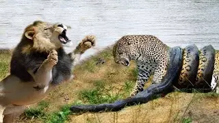 Big Python vs Leopard Fight Scene _ Amazing Moment Caugh On Camera