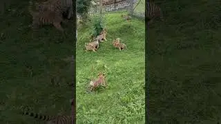 cute small tigers playing in garden | #tiger #animals #tigerlovers