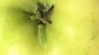 Caterpillar On A Apple