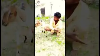 पिटाइल बानी चाची से😂😂.        #rpvines #ranjankumar