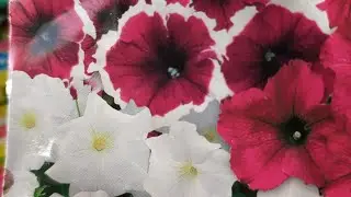 обзор семян