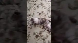 Котик и ниточка #кисонька #котик #кошка #котики #кошки #кошкавидео #кошкамоя #кот #смешныеживотные