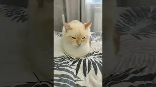 Вот оно счастье!#кот #котики #кошкавдоме #кошка